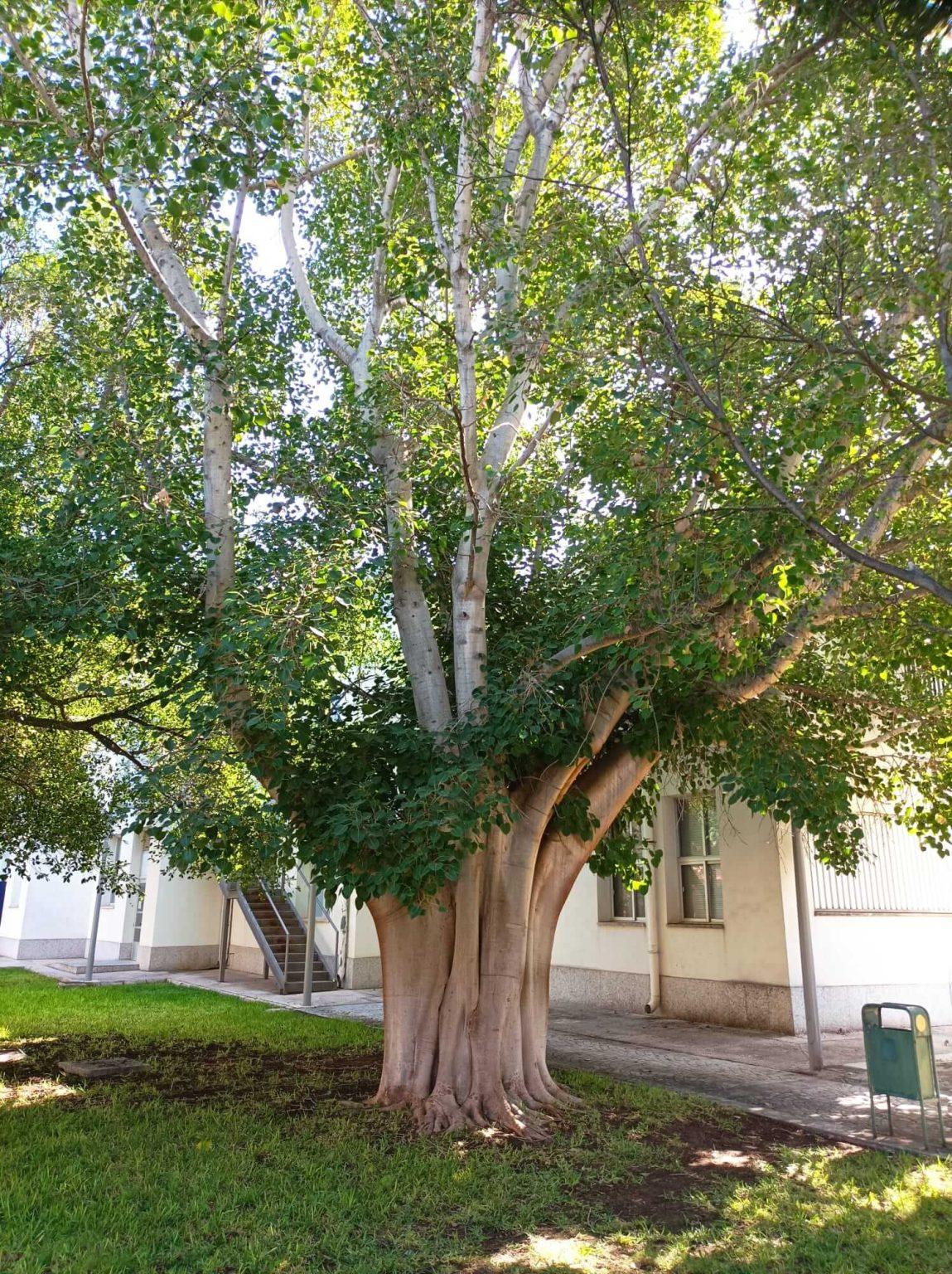 Ficus Religiosa campus UA